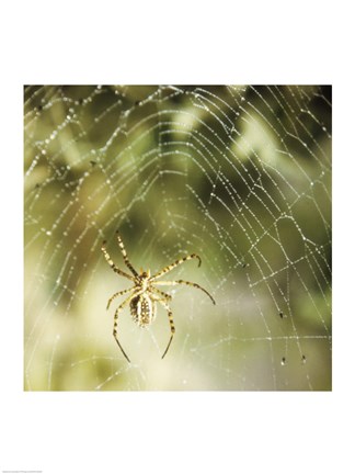 Framed Garden Spider Print