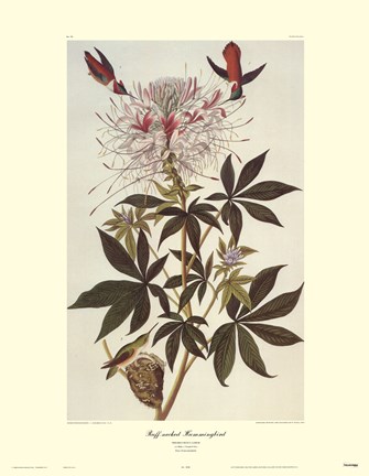Framed Ruff-Necked Hummingbird Print