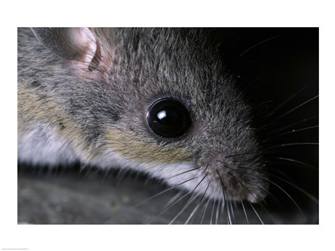 Framed White-footed Mouse - up close Print
