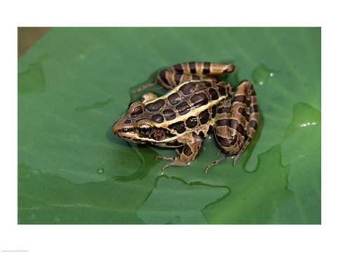 Framed Pickerel Frog Print
