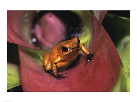 Framed Strawberry Poison Frog - close up Print