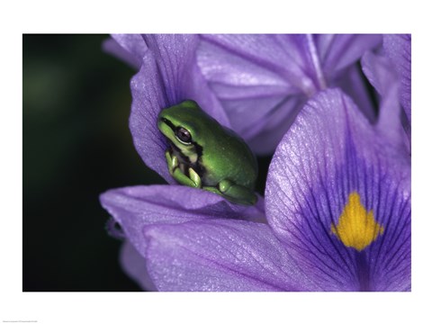 Framed White&#39;s Tree Frog Print