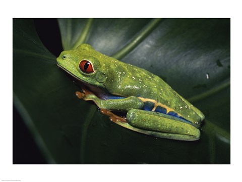 Framed Red-Eyed Tree Frog Print