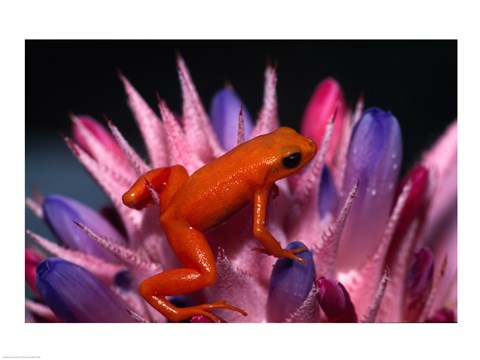 Framed Golden Mantella Frog Print