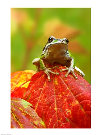 Framed Close-up of a Green Tree Frog on a leaf Print
