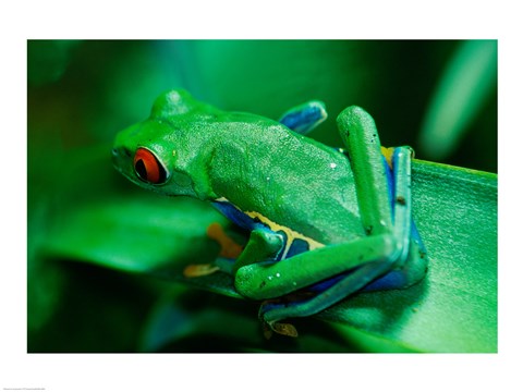 Framed Red Eyed Tree Frog Print