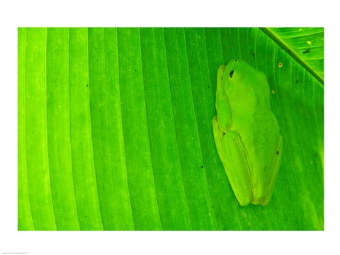 Framed Green frog  hiding on a banana leaf, Costa Rica Print