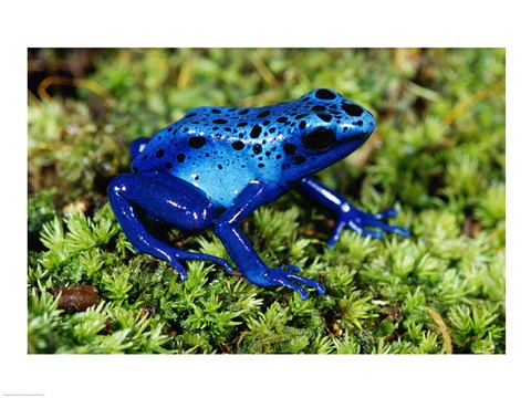 Framed Close-up of a Blue Poison Dart Frog in the grass Print