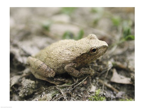 Framed Close-up of a toad on the ground Print