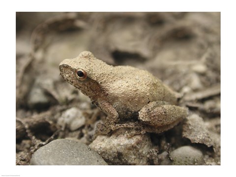Framed Close-up of a toad on a rock Print