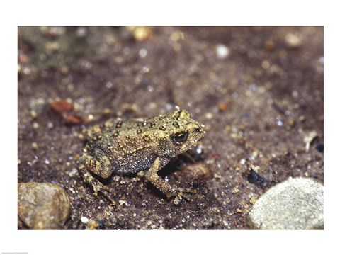 Framed Close-up of a toad on a rock Print