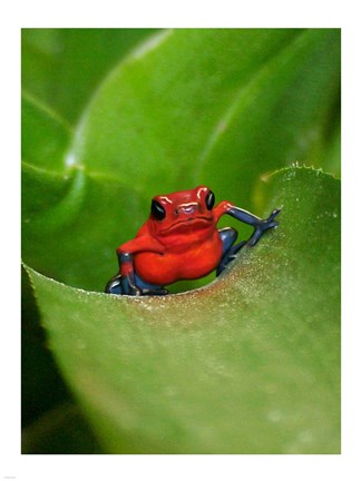 Framed Poster Frog Print