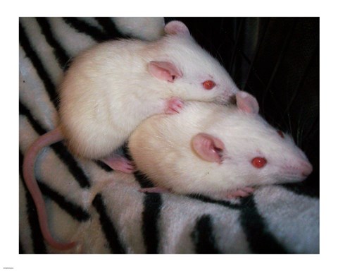 Framed White Mice Print