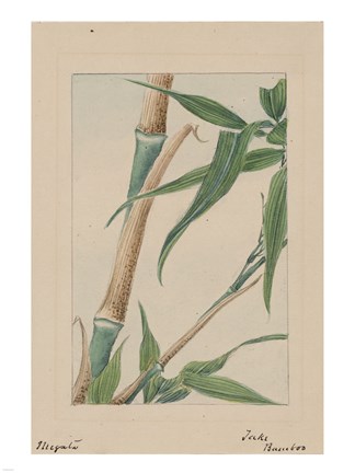 Framed Bamboo Tree Detail Print