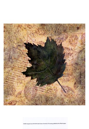 Framed Antiqued Leaves III Print
