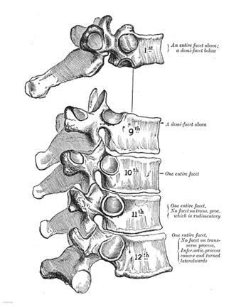 Framed Vertebrae Diagram Print