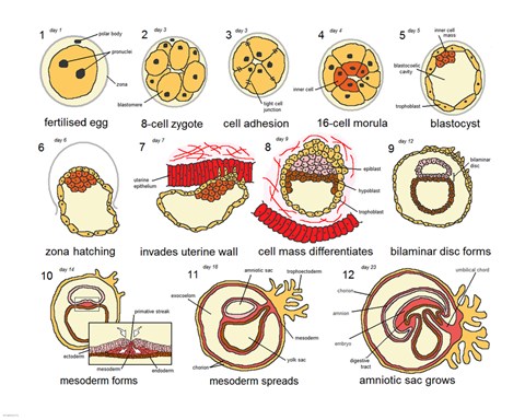 Framed Human Embryogenesis Print
