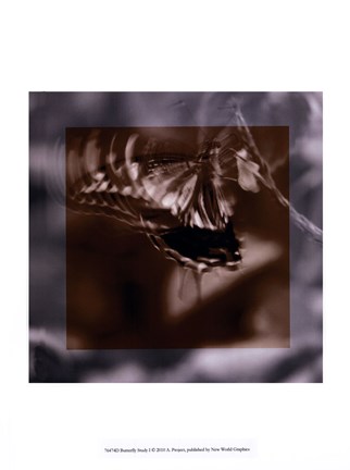 Framed Butterfly Study I Print