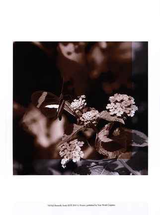 Framed Butterfly Study III Print