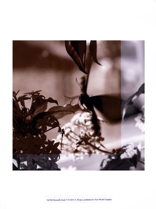 Framed Butterfly Study V Print