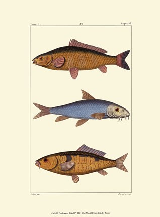 Framed Freshwater Fish II Print