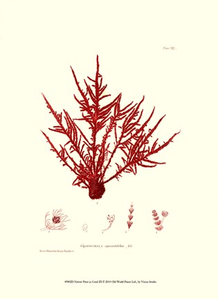 Framed Nature Print in Coral III Print