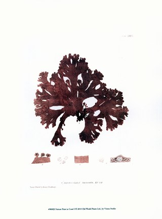 Framed Nature Print in Coral I Print