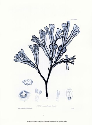 Framed Nature Pritn in Aqua IV Print