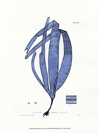 Framed Nature Print in Aqua II Print