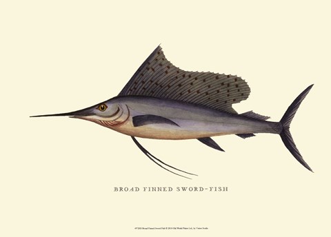 Framed Broad Finned Sword-Fish Print