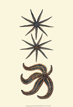 Framed Aquamarine Starfish II Print