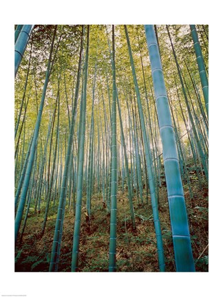 Framed Bamboo Forest, Sagano, Japan Print