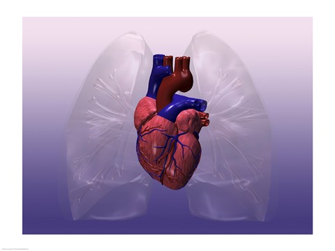 Framed Close-up of a human heart model Print