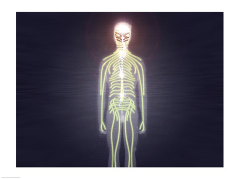 Framed Central nervous system of the human body Print