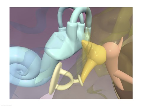 Framed Close-up of the inner parts of the human ear Print