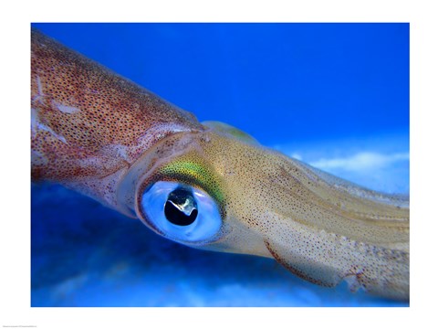 Framed Close-up of a squid underwater Print