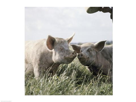 Framed Happy Pigs Print