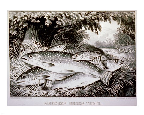 Framed American Brook Trout Print