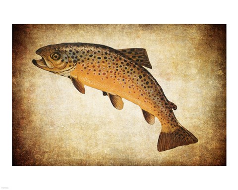 Framed Brown Trout II Print