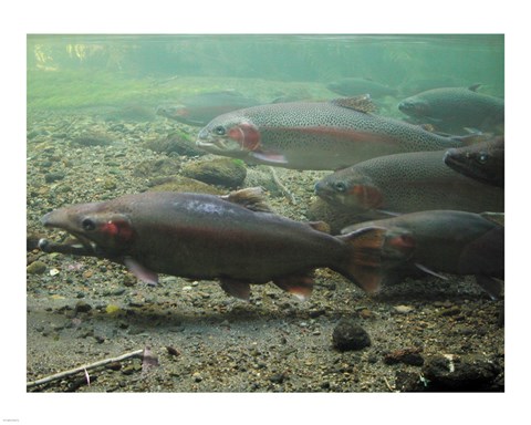 Framed Rainbow trout - photo Print