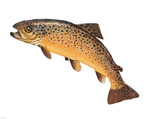 Framed Salmo Trutta Print