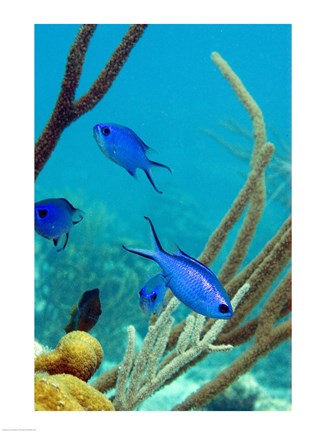 Framed Blue Chromis Fish Print