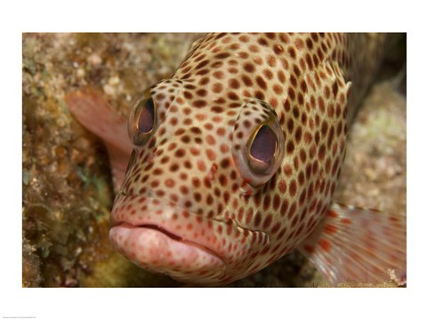 Framed Red Hind Fish Print