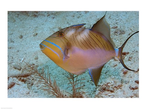 Framed Queen Triggerfish Print