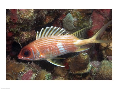 Framed Longspine Print