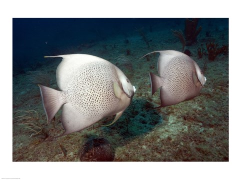 Framed Gray Angelfish Print