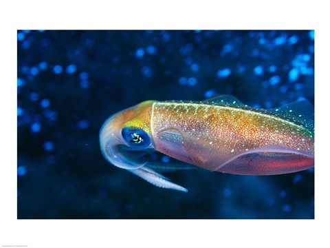 Framed Close-up of a squid swimming underwater Print