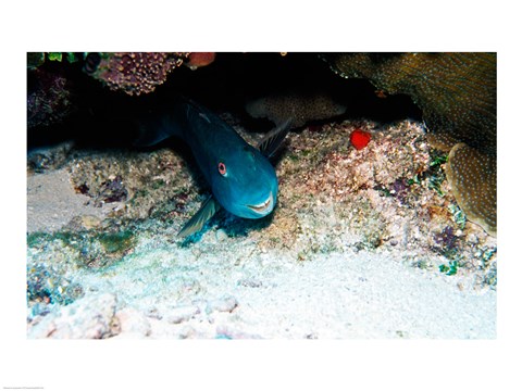 Framed Close-up of a parrotfish swimming underwater Print