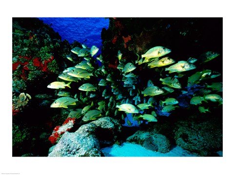 Framed School of Blue Striped Grunts swimming underwater, Cozumel, Mexico Print