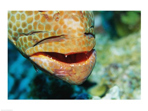 Framed Close-up of the mouth of a Juvenile Grouper, Belize Print